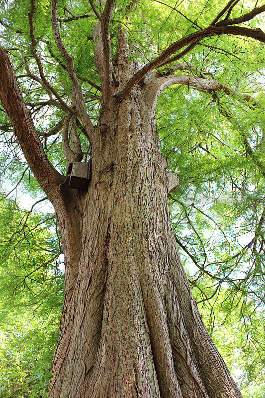 沼泽柏树(taxodium distichum)树干查象